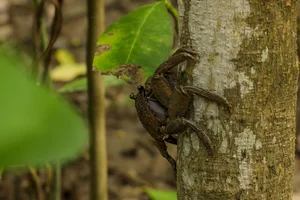 Protecting Can Gio Mangrove Forest: A Half-Century Conservation Journey - image 23