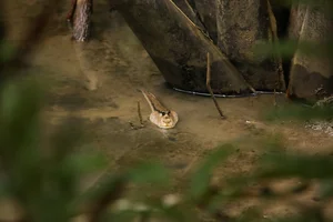 Protecting Can Gio Mangrove Forest: A Half-Century Conservation Journey - image 7