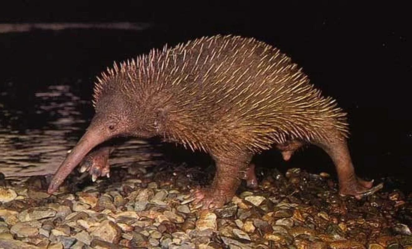 World's Rarest Animal Makes Surprising Reappearance After 60 Years