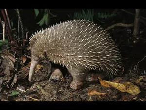 World's Rarest Animal Makes Surprising Reappearance After 60 Years - image 2