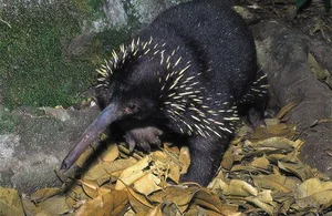 World's Rarest Animal Makes Surprising Reappearance After 60 Years - image 6