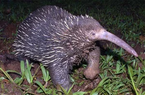 World's Rarest Animal Makes Surprising Reappearance After 60 Years - image 5