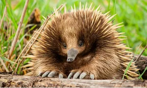 World's Rarest Animal Makes Surprising Reappearance After 60 Years - image 4