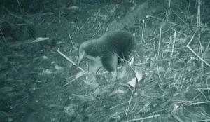 World's Rarest Animal Makes Surprising Reappearance After 60 Years - image 7