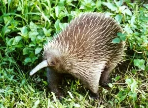World's Rarest Animal Makes Surprising Reappearance After 60 Years - image 1