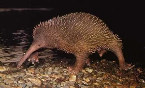 World's Rarest Animal Makes Surprising Reappearance After 60 Years - image 0