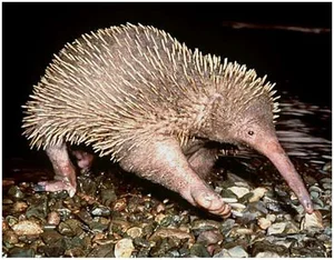 World's Rarest Animal Makes Surprising Reappearance After 60 Years - image 3