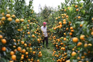 Inside Central Vietnam’s Largest Kumquat Village Preparing for Lunar New Year - image 5