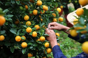 Inside Central Vietnam’s Largest Kumquat Village Preparing for Lunar New Year - image 3