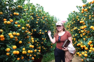 Inside Central Vietnam’s Largest Kumquat Village Preparing for Lunar New Year - image 7
