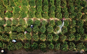 Inside Central Vietnam’s Largest Kumquat Village Preparing for Lunar New Year - image 2