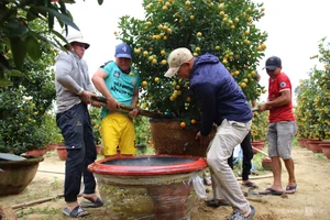 Inside Central Vietnam’s Largest Kumquat Village Preparing for Lunar New Year - image 9