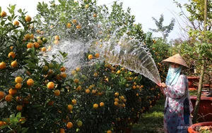 Inside Central Vietnam’s Largest Kumquat Village Preparing for Lunar New Year - image 4