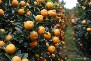 Inside Central Vietnam’s Largest Kumquat Village Preparing for Lunar New Year - image 1