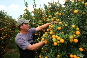 Inside Central Vietnam’s Largest Kumquat Village Preparing for Lunar New Year - image 6
