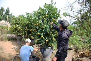 Inside Central Vietnam’s Largest Kumquat Village Preparing for Lunar New Year - image 8