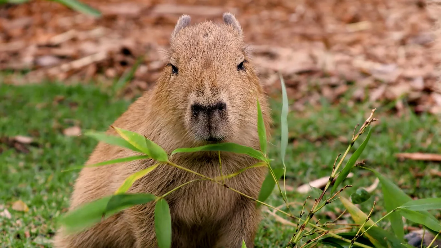 The Fascinating Story of the Animal Behind the World's Most Expensive Coffee