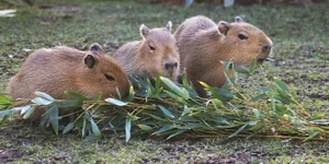 The Fascinating Story of the Animal Behind the World's Most Expensive Coffee - image 6