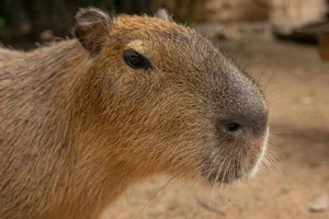 The Fascinating Story of the Animal Behind the World's Most Expensive Coffee - image 1