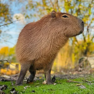 The Fascinating Story of the Animal Behind the World's Most Expensive Coffee - image 2
