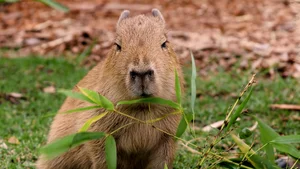 The Fascinating Story of the Animal Behind the World's Most Expensive Coffee - image 0
