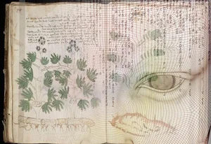 The Unsolved Mystery of the Voynich Manuscript: History's Most Bizarre Book - image 4