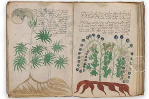 The Unsolved Mystery of the Voynich Manuscript: History's Most Bizarre Book - image 9
