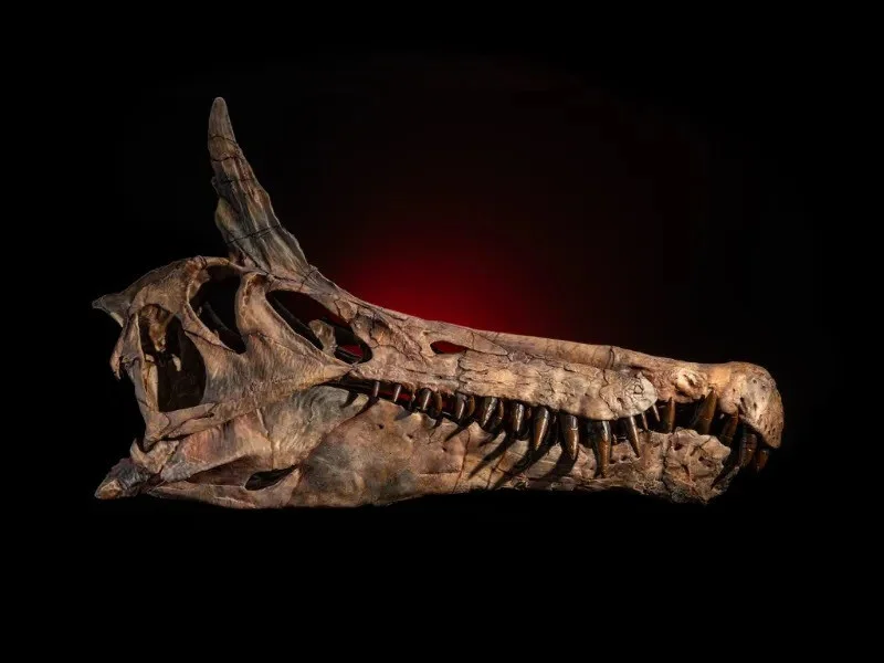 96-Million-Year-Old Fossil Reveals Dinosaur That Looked Like a Giant Stork