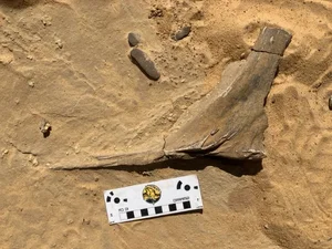 96-Million-Year-Old Fossil Reveals Dinosaur That Looked Like a Giant Stork - image 10