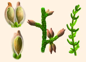 Unlocking the Abominable Mystery: The Origin of the World's First Flowers - image 0