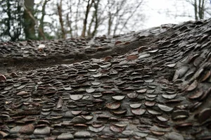 The Surprising Truth Behind the Mysterious 'Money-Making' Plant - image 1