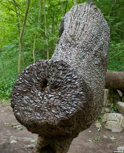 The Surprising Truth Behind the Mysterious 'Money-Making' Plant - image 7