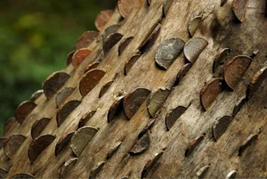 The Surprising Truth Behind the Mysterious 'Money-Making' Plant - image 6