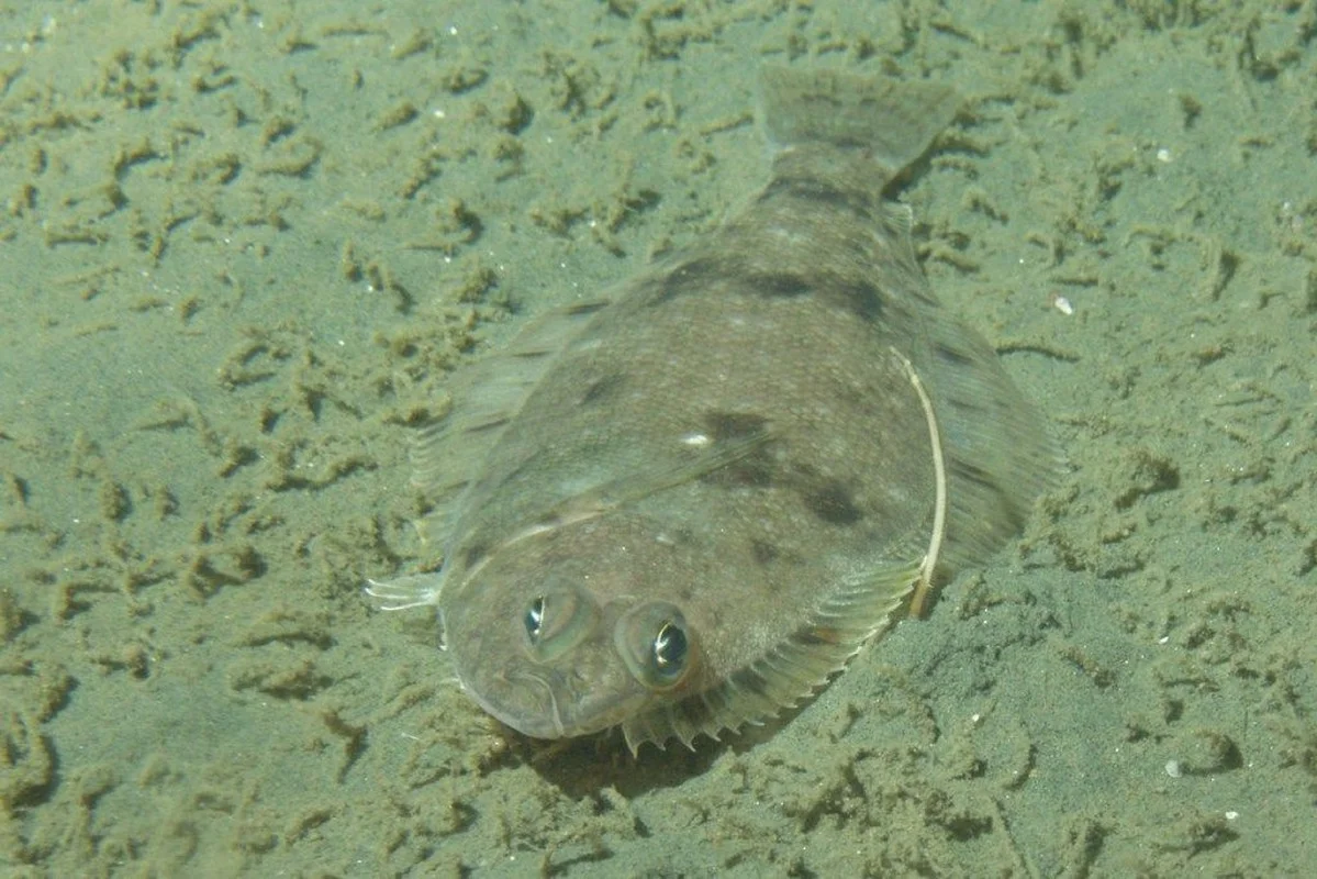 The World's Strangest Fish: Meet the Creature That Looks Flat as a Pancake
