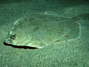 The World's Strangest Fish: Meet the Creature That Looks Flat as a Pancake - image 3