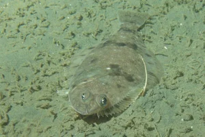 The World's Strangest Fish: Meet the Creature That Looks Flat as a Pancake - image 0