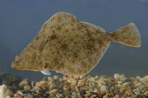 The World's Strangest Fish: Meet the Creature That Looks Flat as a Pancake - image 6