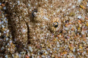 The World's Strangest Fish: Meet the Creature That Looks Flat as a Pancake - image 8