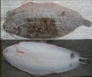 The World's Strangest Fish: Meet the Creature That Looks Flat as a Pancake - image 1