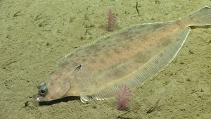 The World's Strangest Fish: Meet the Creature That Looks Flat as a Pancake - image 5