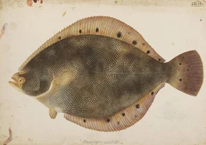 The World's Strangest Fish: Meet the Creature That Looks Flat as a Pancake - image 2