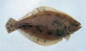 The World's Strangest Fish: Meet the Creature That Looks Flat as a Pancake - image 4