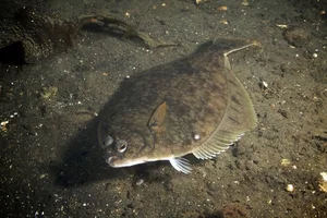 The World's Strangest Fish: Meet the Creature That Looks Flat as a Pancake - image 7