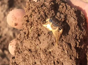 Metal Detectorist Unearths Ancient Treasure Worth Millions in the Forest - image 5