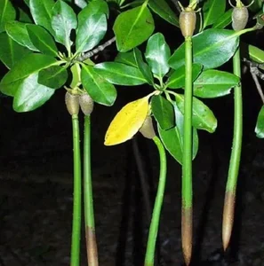The Fascinating 'Child-Bearing' Plant: Discovering the Unique Reproductive Wonders of Nature - image 1