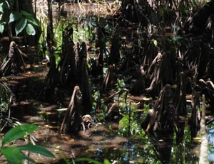 The Fascinating 'Child-Bearing' Plant: Discovering the Unique Reproductive Wonders of Nature - image 7