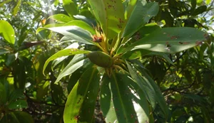 The Fascinating 'Child-Bearing' Plant: Discovering the Unique Reproductive Wonders of Nature - image 5
