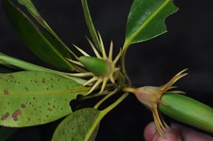 The Fascinating 'Child-Bearing' Plant: Discovering the Unique Reproductive Wonders of Nature - image 2