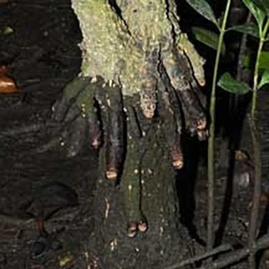 The Fascinating 'Child-Bearing' Plant: Discovering the Unique Reproductive Wonders of Nature - image 3