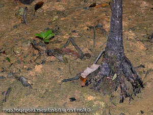 The Fascinating 'Child-Bearing' Plant: Discovering the Unique Reproductive Wonders of Nature - image 6